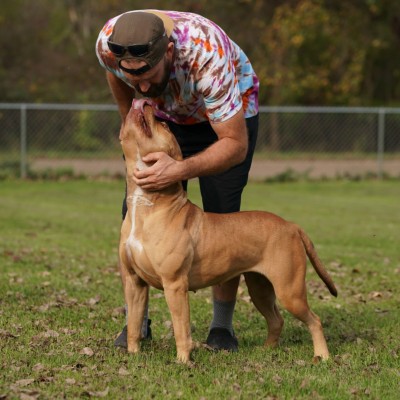 Pit Bull Breedings | Unleashed Kennelz